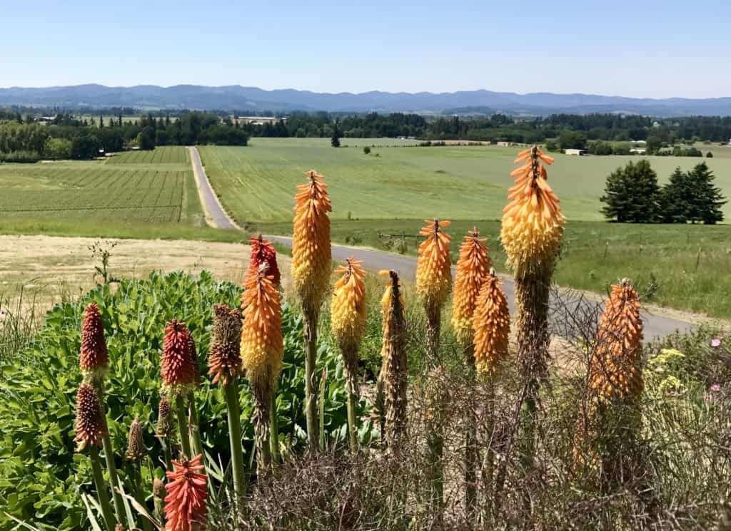 Leaving Ann Amie Vineyard, what to do in Willamette Valley | which wineries to visit, where to eat, how to plan your trip | Everything you need to know for a visit to the Willamette Valley, Portland itinerary, wine weekend in Oregon, the perfect girls' trip #willamette #wineries #oregon
