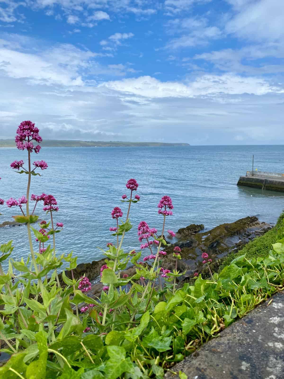Beautiful flowers & coastal views in Ardmore, Ireland (Co Waterford)