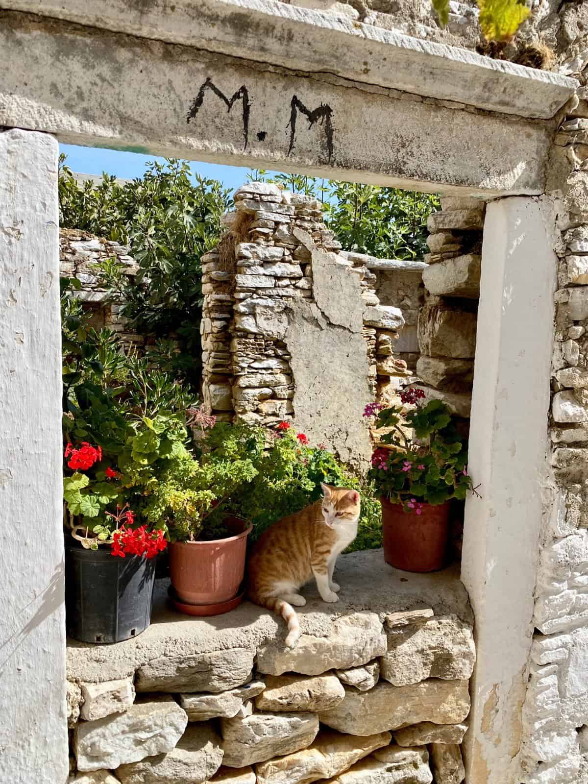 From Chalki to Filoti to Apiranthos, Naxos mountain villages are an amazing way to explore the island - a cute cat chilling in Apeiranthos 