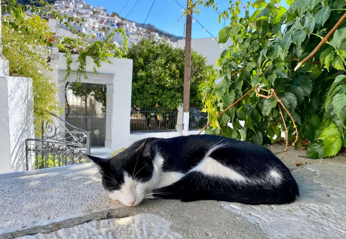 kitties of Naxos (cat in Filoti)