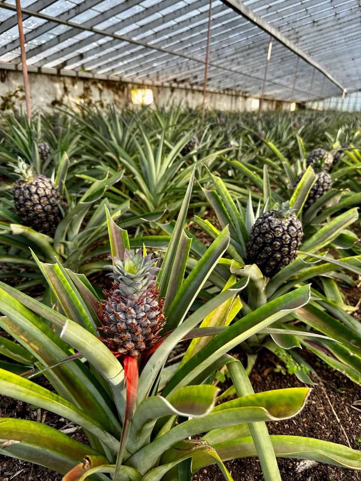 Things to do in Sao Miguel (Azores) - Arruda pineapple plantation 