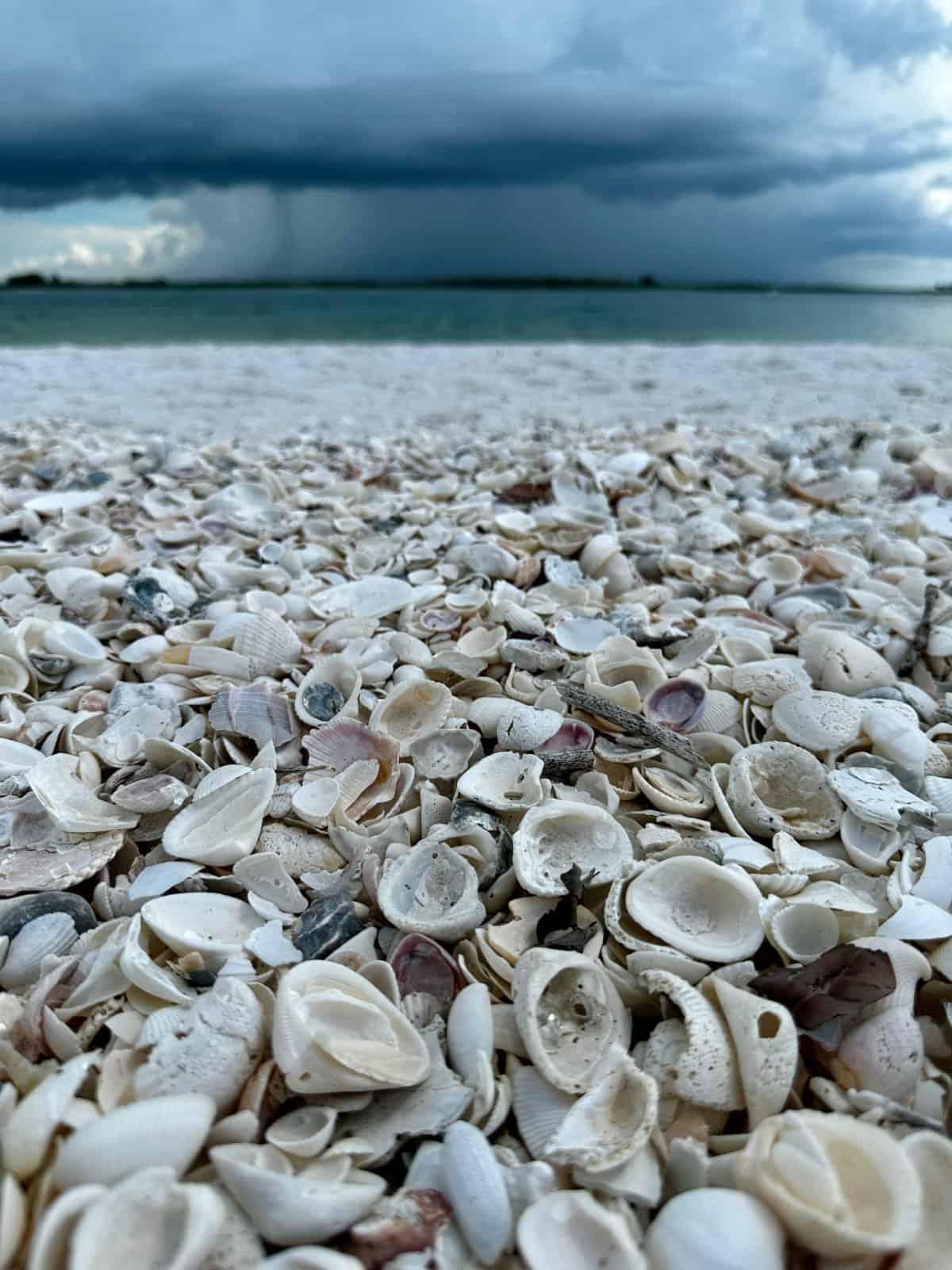 Dolphin Explorer ecotour boat trip in Marco Island, FL - stormy sky & lots of shells on the beach